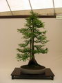 Metasequoia Glyptostroboides Bonsai
